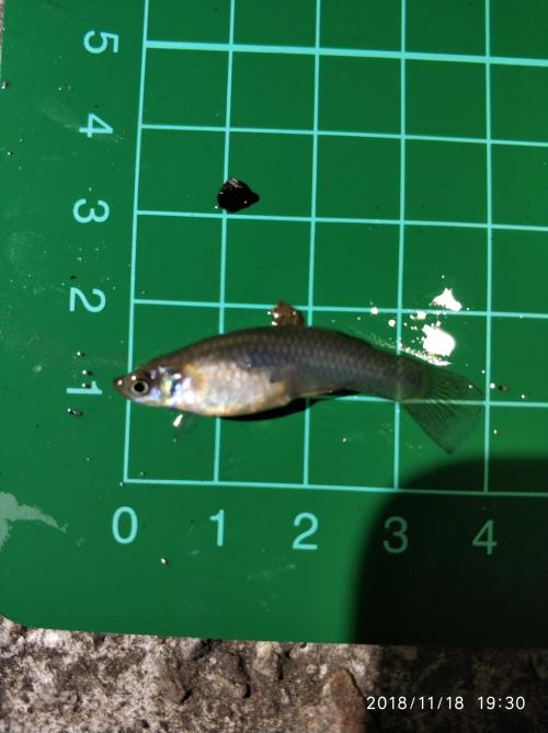 食蚊魚 (大肚魚)