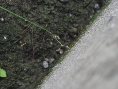 木虱草