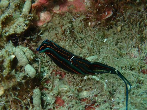 Chelidonura hirundinina 200