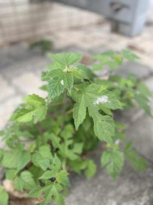 構樹