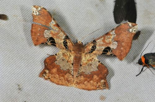 Krananda lucidaria 三斑璃尺蛾 Krananda lucidaria 三斑璃尺蛾