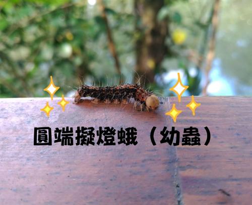 圓端擬燈蛾 圓端擬燈蛾