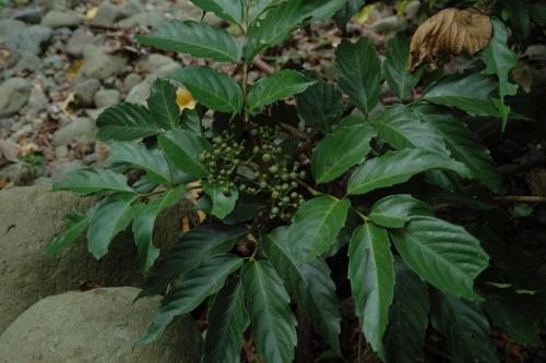 菲律賓火筒樹 菲律賓火筒樹