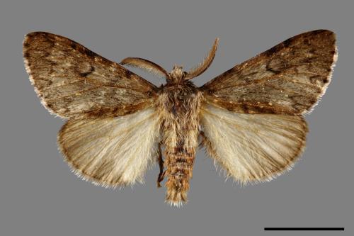 Lymantria umbrifera[L紋灰毒蛾][00057685]