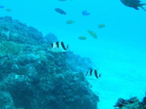 Chaetodon argentatus@fishdb-media-4716