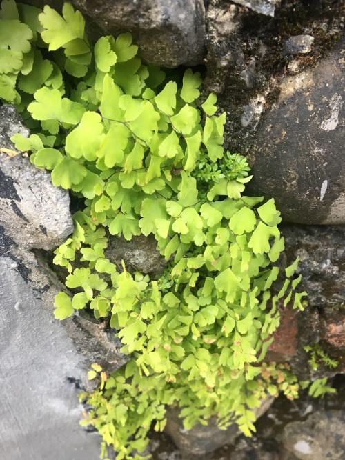 鐵線蕨