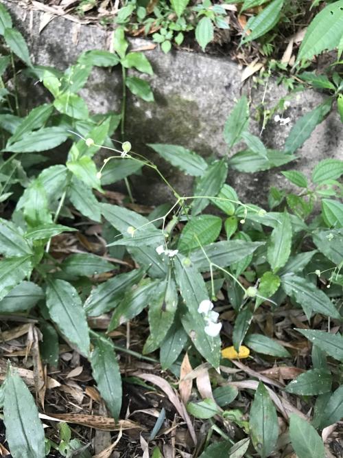 毛果竹葉菜