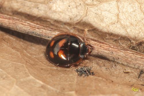 Parametopia rotundata (約3mm) Parametopia rotundata (約3mm)