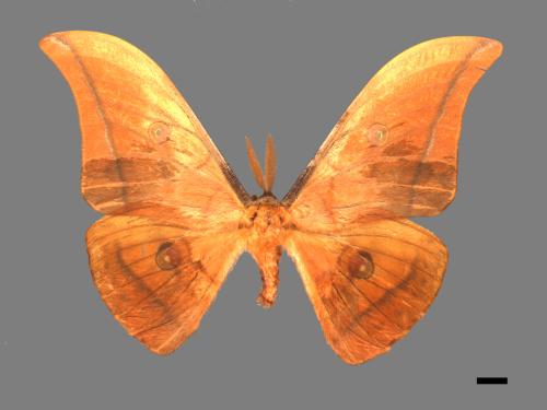 Antheraea yamamai superba[大透目天蠶蛾][00016151]