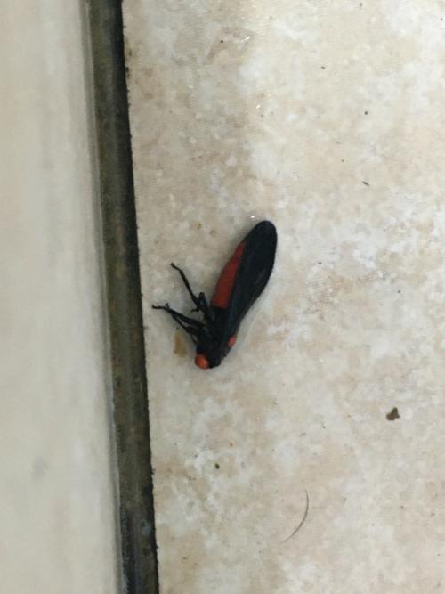 紅蟬