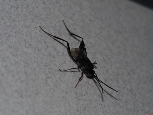 廣旗腹蜂 廣旗腹蜂
