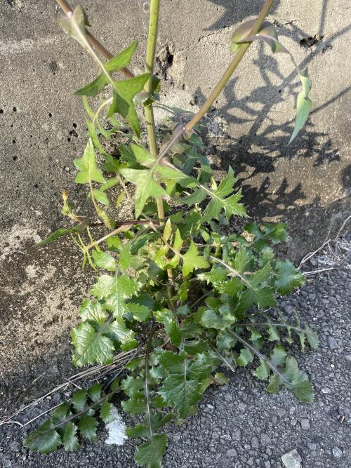 苦蕒菜 苦蕒菜