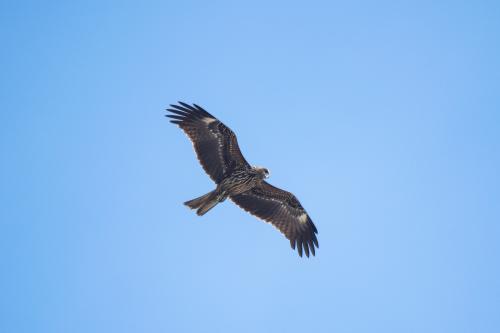 黑鳶 黑鳶