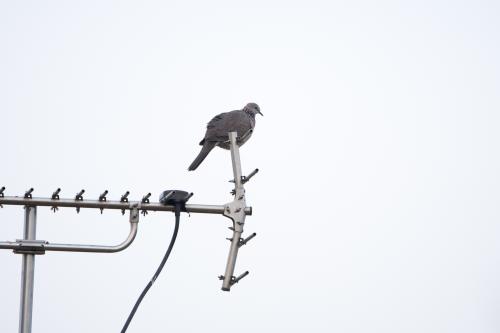 珠頸斑鳩(指名亞種) 珠頸斑鳩(指名亞種)