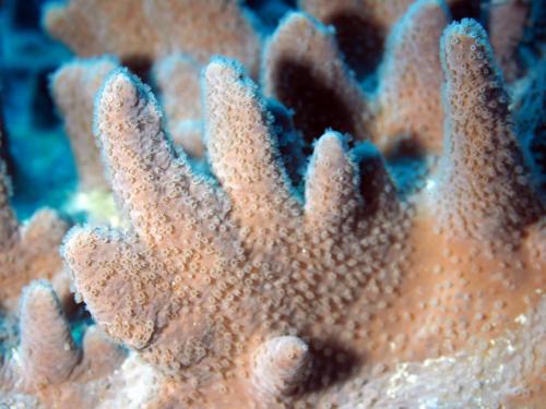 眾多指形軟珊瑚