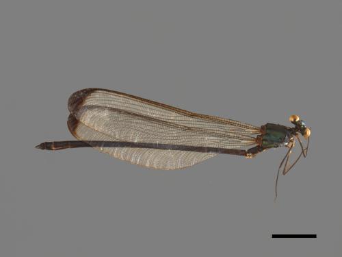 Psolodesmus mandarinus mandarinus[中華珈蟌(北台亞種)][00103840]