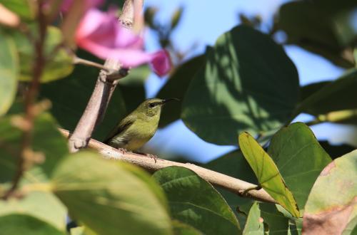 叉尾太陽鳥 叉尾太陽鳥