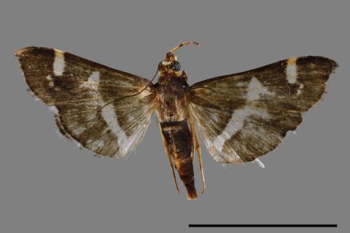 Spoladea recurvalis[00038329]