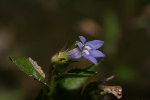 短柄半邊蓮-Campanulaceae桔梗科-山梗菜屬-Lobelia alsinoides subsp. hancei-IMG_2862