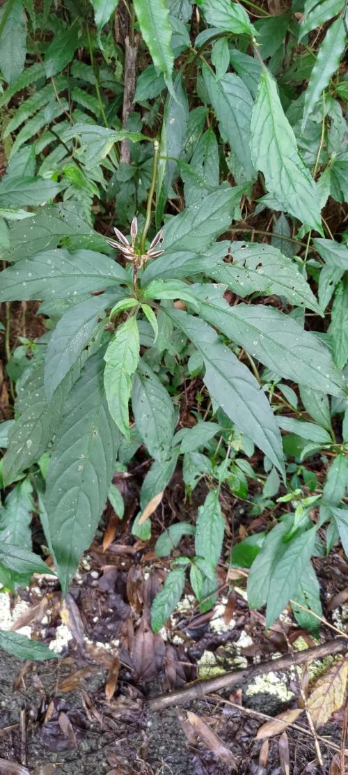 角桐草 角桐草