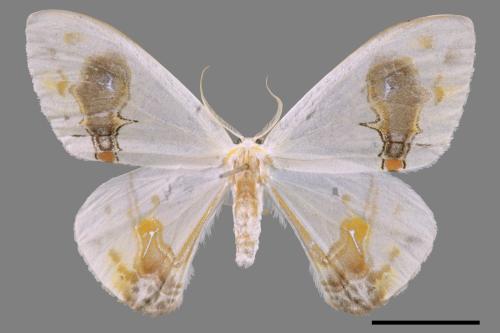 Macrocilix maia[刺啞鈴帶鉤蛾][00020003]