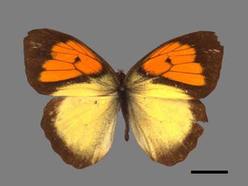 Ixias pyrene insignis[雌白黃蝶][00014310]