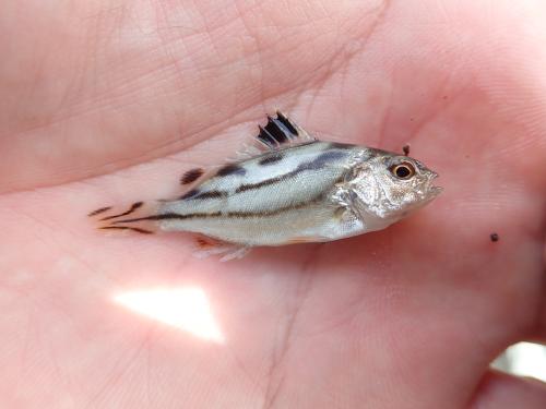 細鱗鯻 彎紋釘公 花身雞魚 細鱗鯻 彎紋釘公 花身雞魚