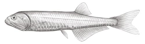 Gonostoma atlanticum@Jheng0404