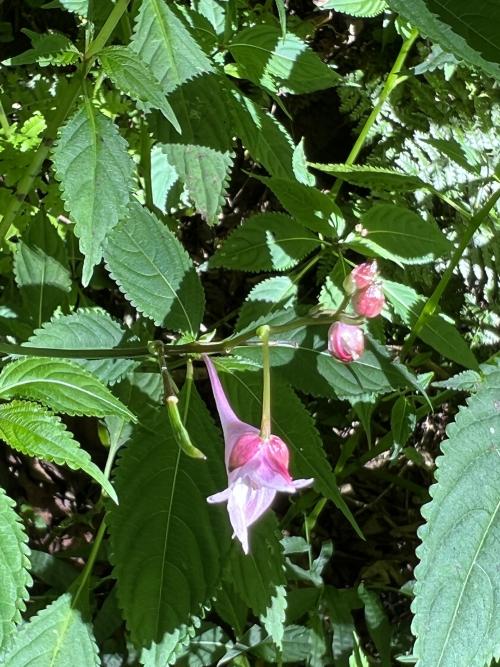 棣慕華鳳仙花 棣慕華鳳仙花