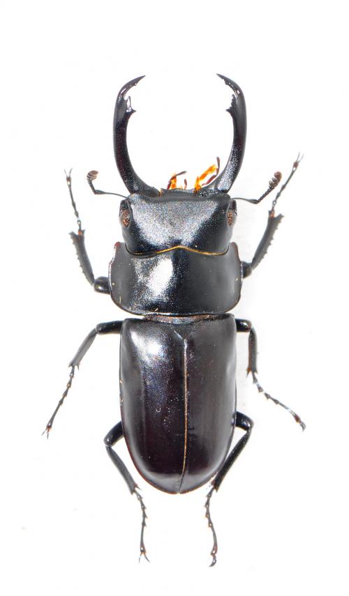 Dorcus mochizukii 望月鍬形蟲