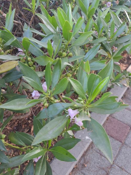 苦藍盤