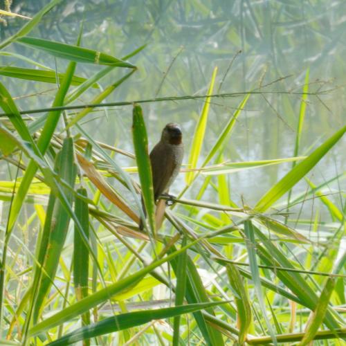 斑文鳥(華南亞種) 斑文鳥(華南亞種)