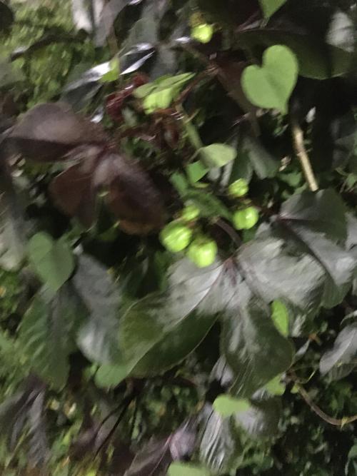紅葉麻瘋樹