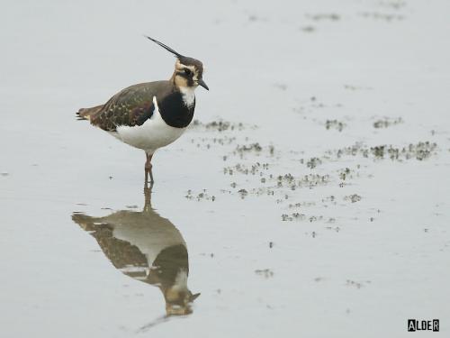 20091227_380151_Northern_Lapwing_5671.jpg