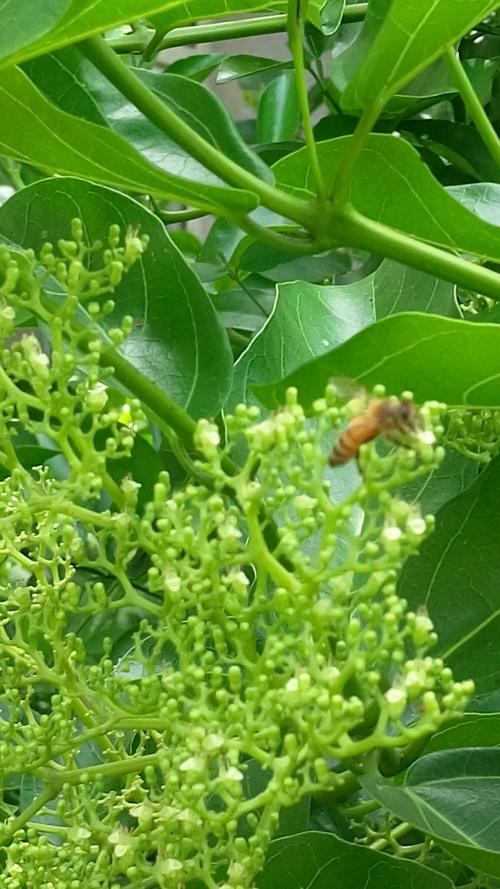 西方蜜蜂 西方蜜蜂
