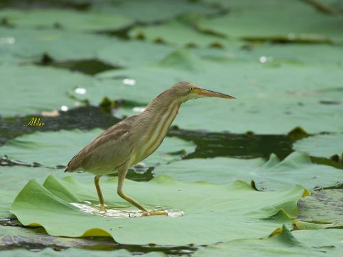 20090725_380135_Yellow_Bittern_0215.jpg