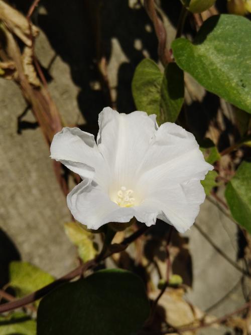 盒果藤