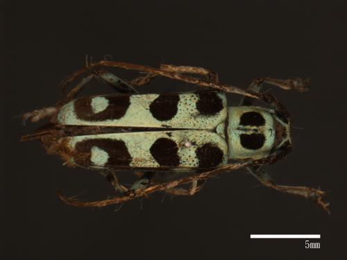 Paraglenea swinhoei[黑紋蒼蘭天牛][00080393]