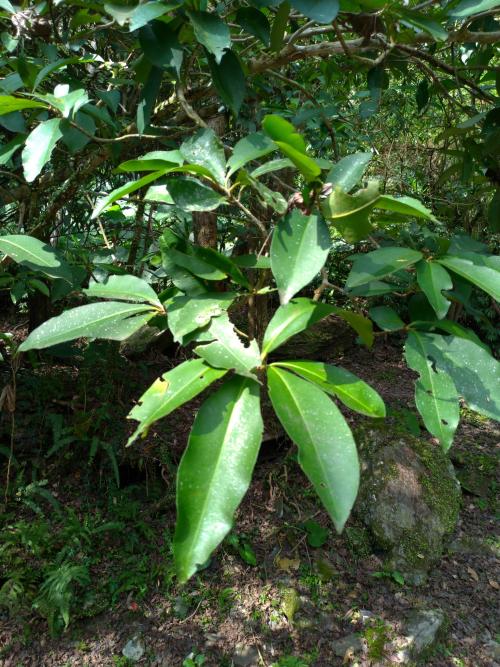 樹杞 樹杞