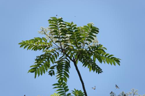 食茱萸