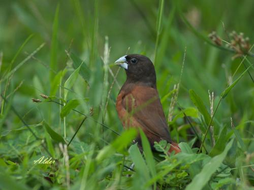 20090808_380425_Munia_DSC_8623.jpg 20090808_380425_Munia_DSC_8623.jpg