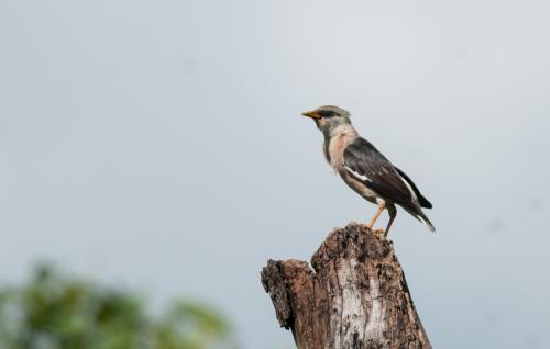 葡萄胸椋鳥 葡萄胸椋鳥
