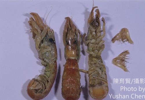 美食奧螻姑蝦 美食奧螻姑蝦