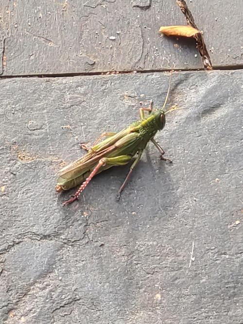 大棉蝗 大棉蝗
