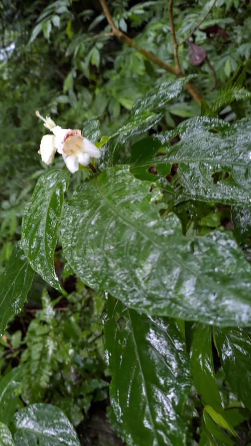 角桐草 角桐草