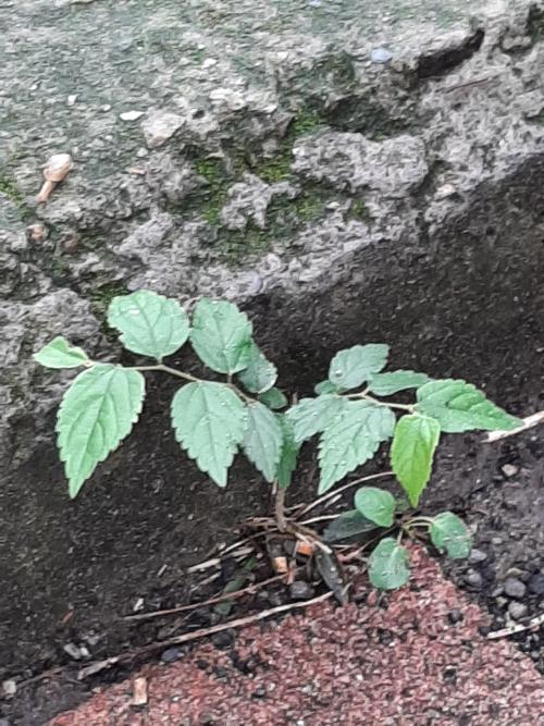 朴樹