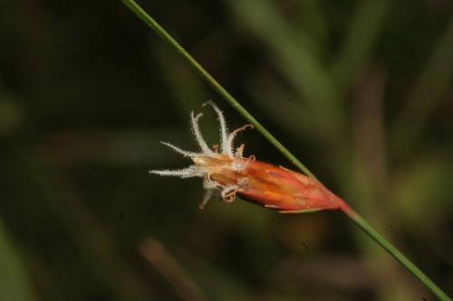 水蔥-Cyperaceae莎草科-飄拂草屬-Fimbristylis tristachya var. subbispicata-20081123新竹蓮花寺溼地-單子葉-IMG_2956