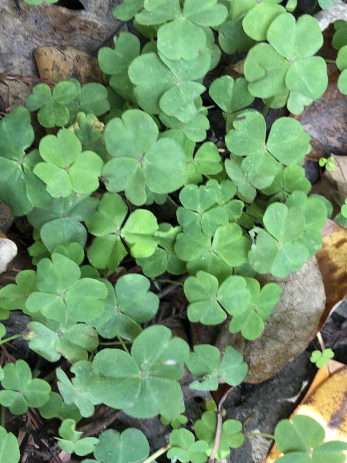 紅花酢漿草 (紫花酢漿草)