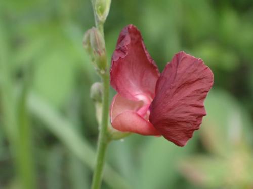 大翼豆 (長序菜豆) 大翼豆 (長序菜豆)