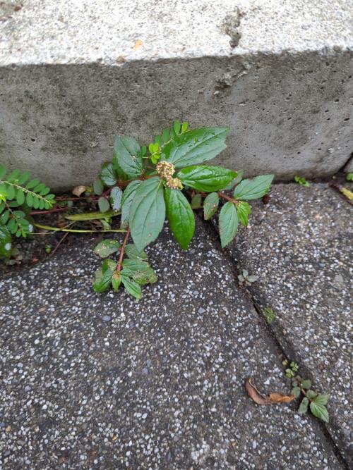 飛揚草 飛揚草